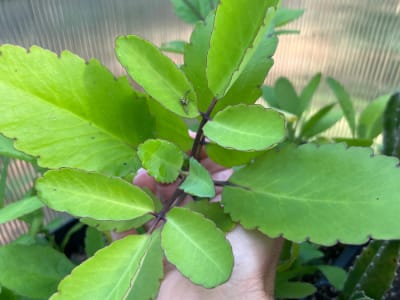 Miracle Leaf
