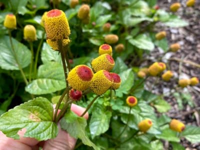 Paracress (Acmella Oleracea)