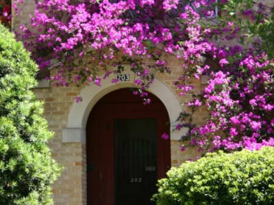 Bougainvillea