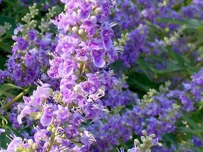 Vitex
