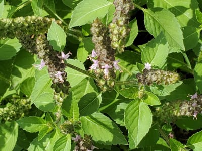 Tulsi (Ocimum Tenuiflorum)