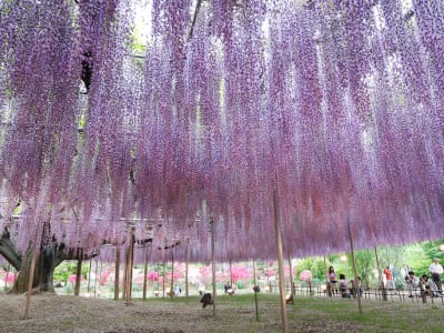 Japanese Wisteria