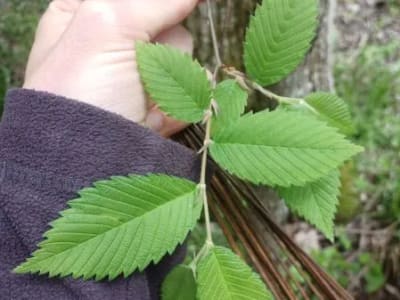 Slippery Elm (Ulmus Rubra)