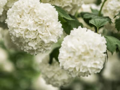 Cramp Bark (Viburnum Opulus)