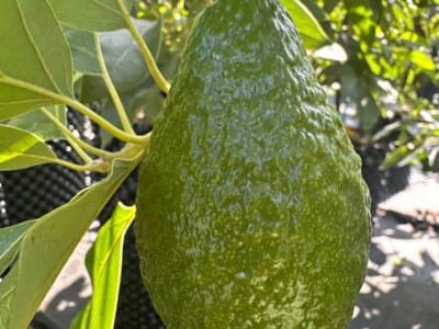 Avocado (Persea Americana)