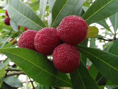 Chinese Bayberry