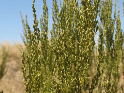 Levant Wormseed