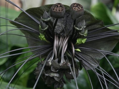 black bat flower