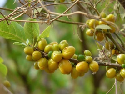 Salacia Oblonga (Salacia Oblonga)