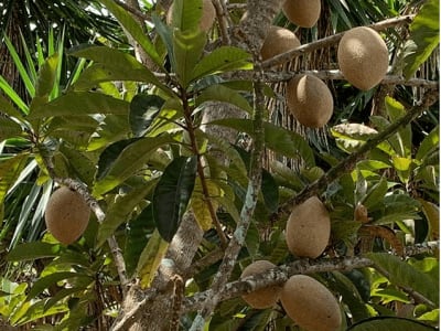 Mamey Sapote