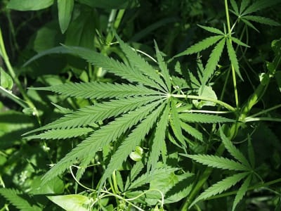 Hemp