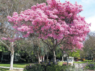 Pink Trumpet Tree
