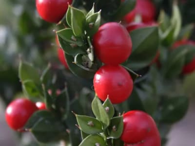 Butcher's Broom (Ruscus Aculeatus)