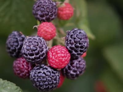 Raspberry