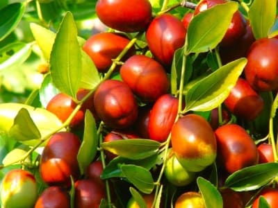 Jujube
