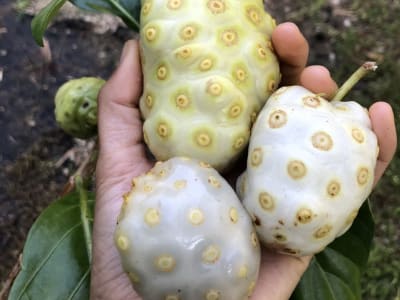 Noni