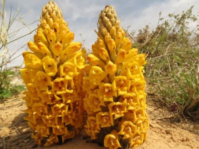 Desert hyacinth