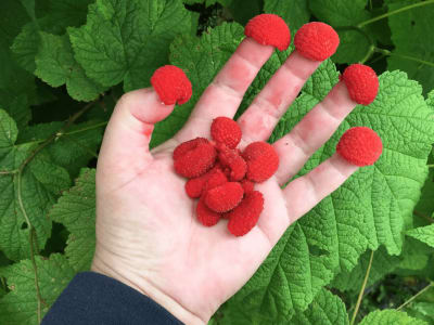 Thimbleberry