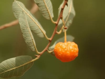 Mama Cadela