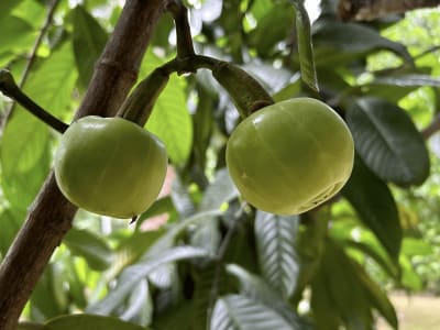 Amlavetasa
