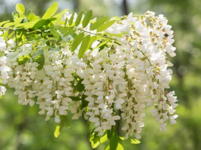 Japanese pagoda tree