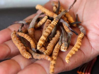 Cordyceps (Cordyceps Militaris)