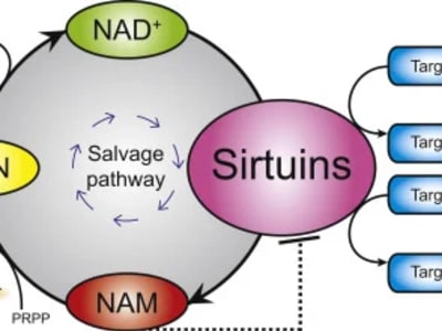 Sirtuins