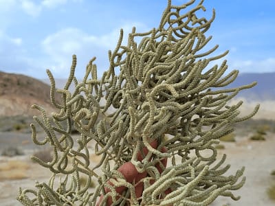 Halostachys caspica