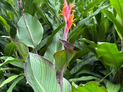 Arrowroot