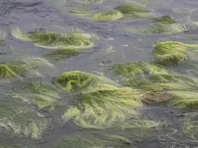 Green Tuft Algae