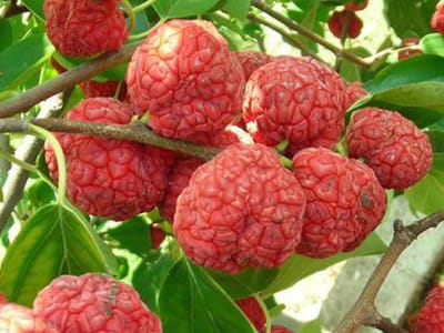 Silkworm Thorn