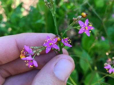 Javanese Ginseng (Talinum Paniculatum)
