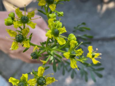 Rue (Ruta Graveolens)