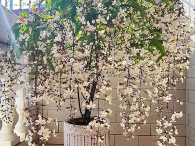 Wallich's Glorybower