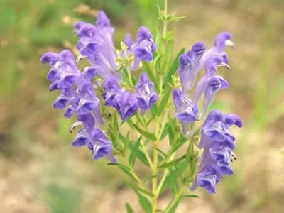 Baikal Skullcap (Scutellaria Baicalensis)