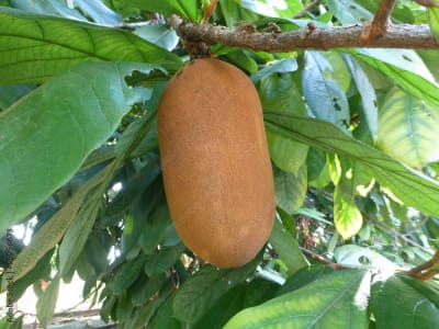 Cupuaçu