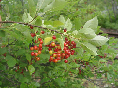 Chokecherry