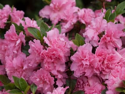 Double Pink Azalea