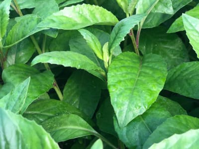 Longevity Spinach