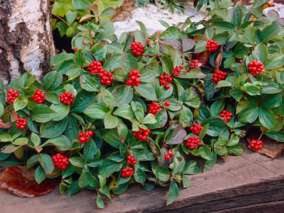 Bunchberry