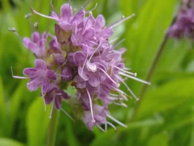 Spikenard