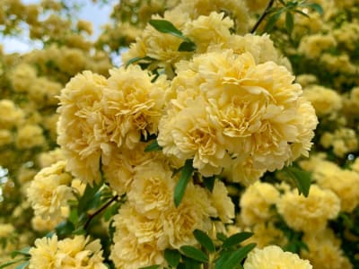 Lady Banks Rose