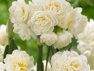 Daffodil Erlicheer