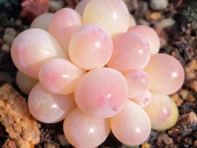 jewel-leaf plant