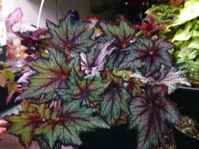 Robert golden begonia