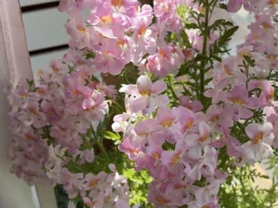 Pink poorman's orchid