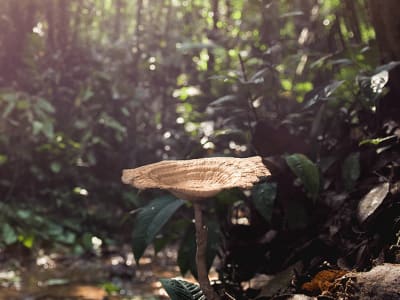 Tiger Milk Mushroom