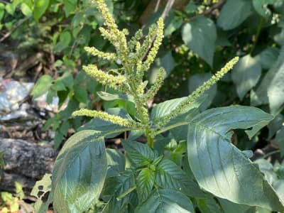 Spiny Amaranth