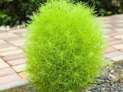 Burning Bush