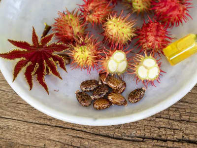 Castor Bean